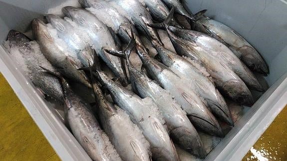 Cajón de bonito subastado esta mañana. 