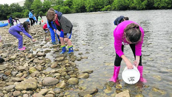 Ochenta niños de Arriondas participaron ayer en la suelta de 2.000 alevines de trucha y reo al río Sella. 