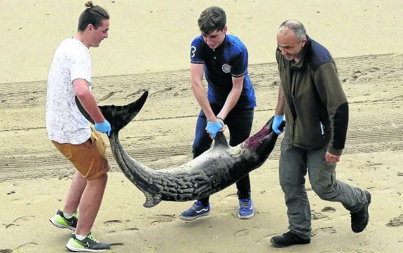 El animal fue recogido el pasado día 6 en la playa de Santa Marina, Ribadesella. 