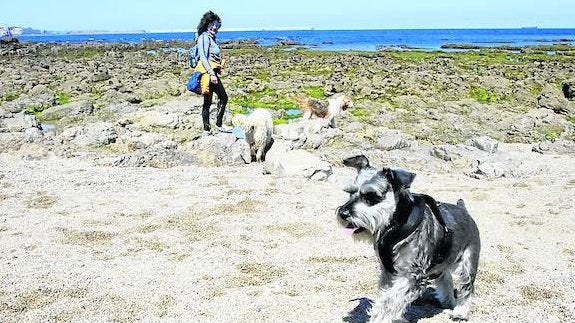 Una joven pasea por la playa gjionesa de El Rinconín con tres perros. 