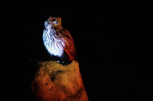 Un búho, en Nocturnia. 