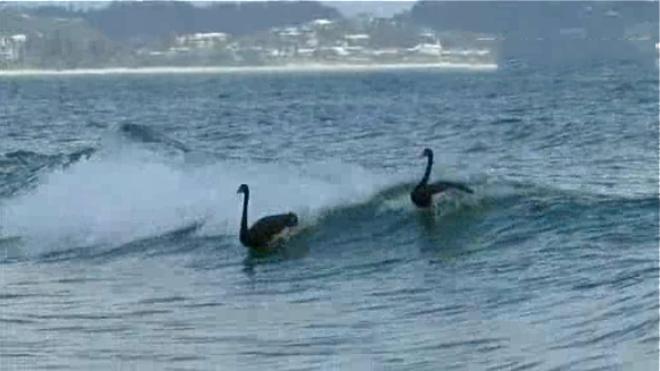 Cisnes surferos en Australia