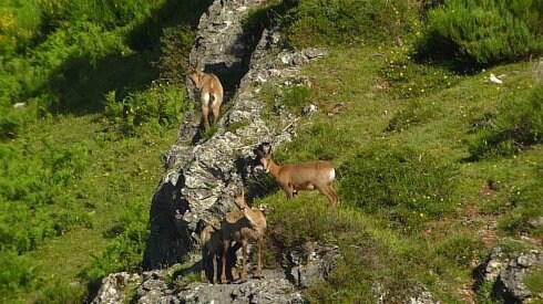 Imagen de rebecos en terrenos del parque de Picos. 