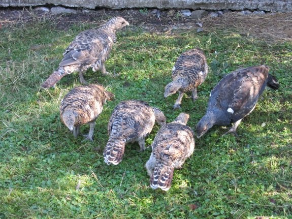 Los nuevos ejemplares de urogallo cantábrico, en el centro de cría en cautividad de Ladines. 