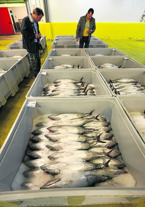 Cajones con bonito del norte preparados para la subasta. 