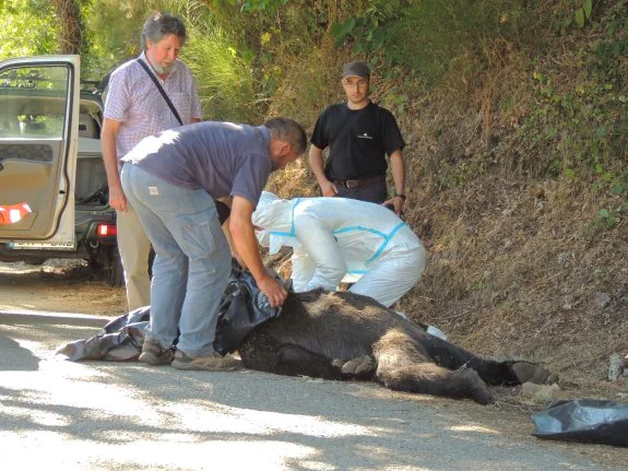 Técnicos recuperan el ejemplar de oso encontrado muerto en Moal 