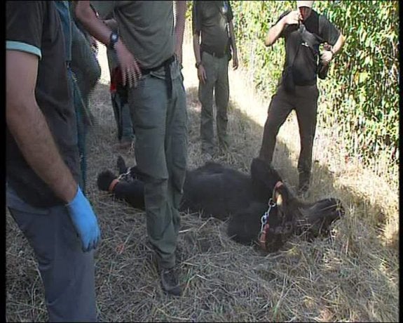 Porley (agosto de 2012). El animal pesaba 70 kilos y quedó atrapado en un lazo ilegal; murió antes de que pudiera ser rescatado. Dos personas fueron absueltas por la colocación de la trampa. 