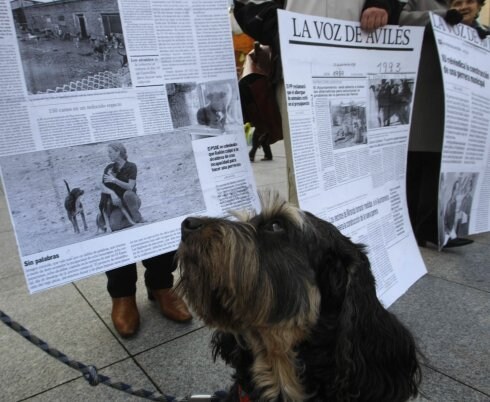 Un perro observa un recorte de prensa utilizado en una de las concentraciones para pedir la perrera comarcal. 