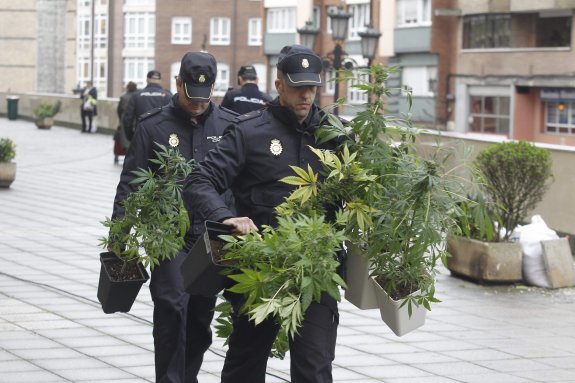 Dos agentes del Cuerpo Nacional de Policía transportan varias plantas de cannabis decomisadas en un domicilio. 
