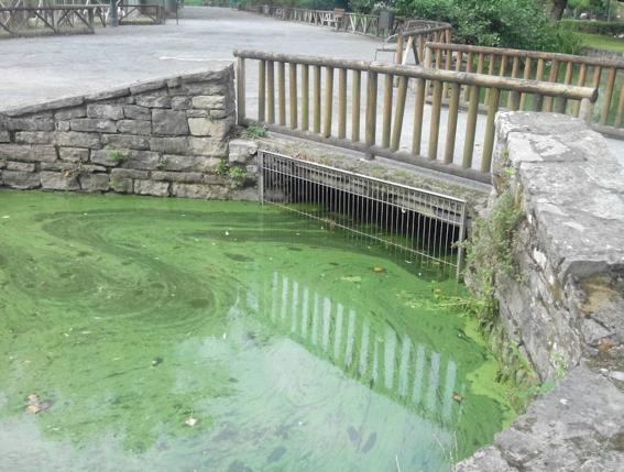 Algas y suciedad en la superfice del estanque.