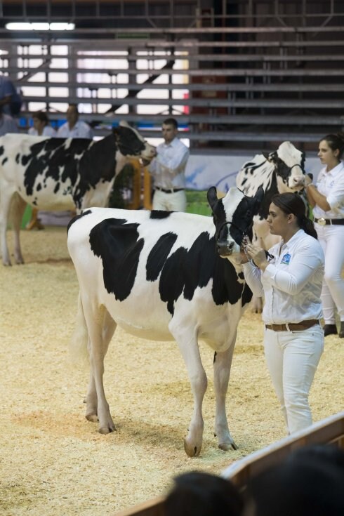 Los manejadores conducen a sus vacas. 