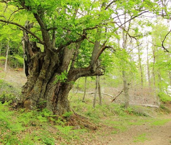 Un viejo ejemplar de castaño mantiene todo su esplendor en pleno bosque. 