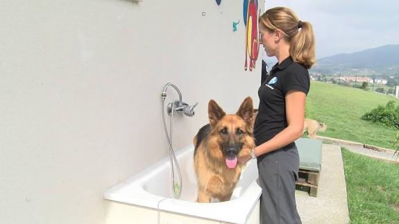 Un hotel para perros de cinco estrellas