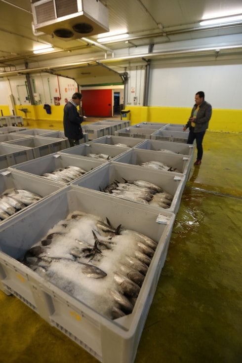 Bonitos a punto de ser subastados en la Rula de Avilés. 