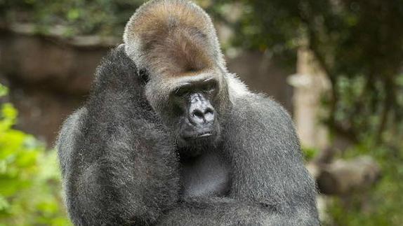 Un gorila escapa del zoo de Londres y obliga a los visitantes a resguardarse
