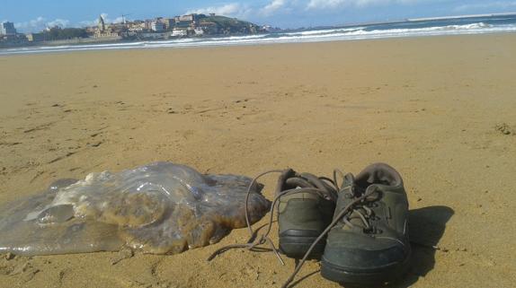 Una de las medusas aparecidas en el arenal gijonesas.