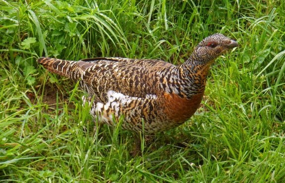 Ejemplar de urogallo cantábrico, una especie amenazada. 