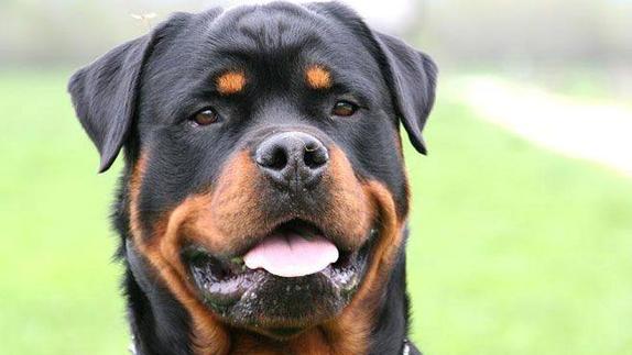 Mata a su perro al lanzarlo por la ventana desde un séptimo piso