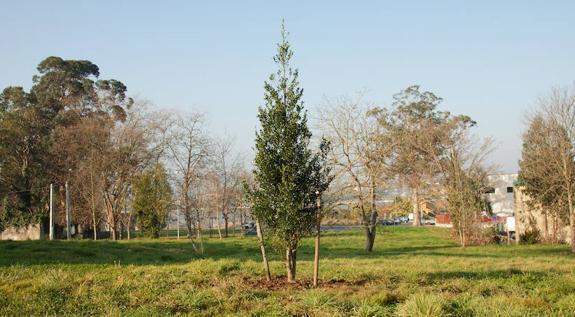 El acebo municipal, plantado en Porceyo. 