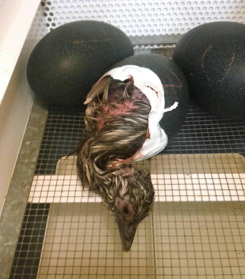 Una cría de emú saliendo del huevo tras romper  el cascarón. 