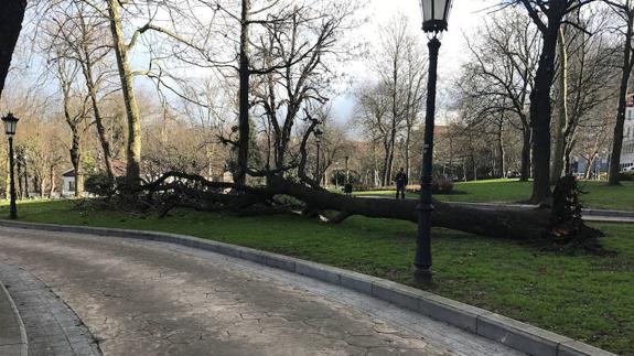 El árbol caído hoy en el campo San Francisco de Oviedo.