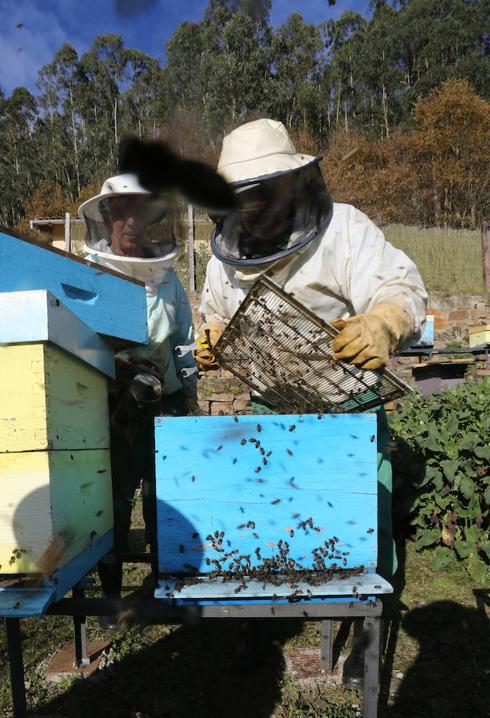 Apicultores con colmenas en el monte Deva. 