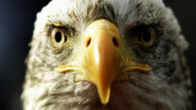 El ejército francés entrena águilas para derribar drones amenazantes | El  Comercio