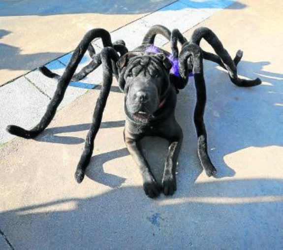 El shar pei 'Kokoro' ganó con su original disfraz de araña. 