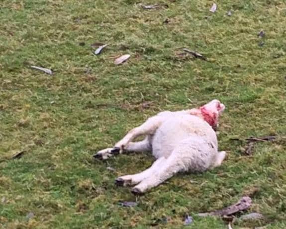Uno de los corderos yace muerto en la propiedad en la que atacó el lobo . 