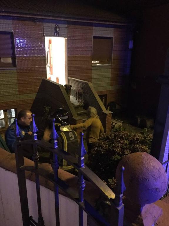 La mujer, en las escaleras de acceso a su casa, con los dos perros al fondo. 