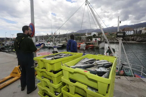 Los pesqueros llegaban cargados de xarda al puerto de Llanes durante las jornadas que duró la recién finalizada costera. 