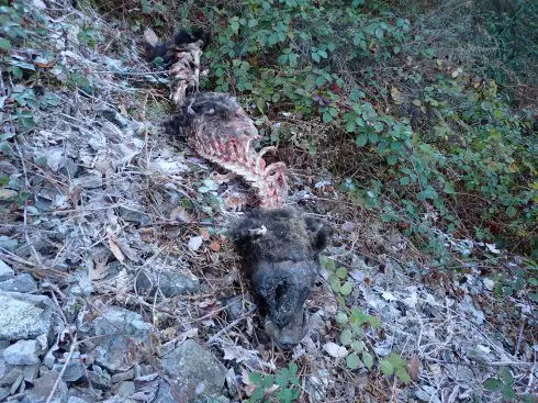 Restos del oso encontrado en Moal el 7 de enero. 