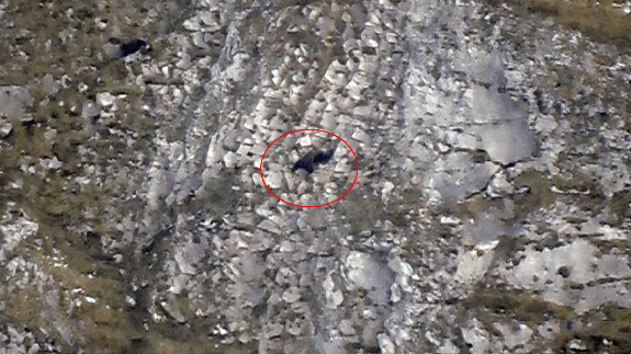 Momento en el que el oso adulto ataca a la cría, ante la mirada de la madre (a la izquierda de la imagen).