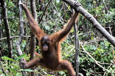 El Zoo de Madrid se suma a la campaña Missing Orangutan Mothers para concienciar sobre la amenaza de esta especie
