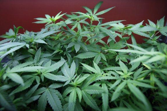 El Principado rechaza legalizar el cannabis, pero acepta su uso con fines terapéuticos