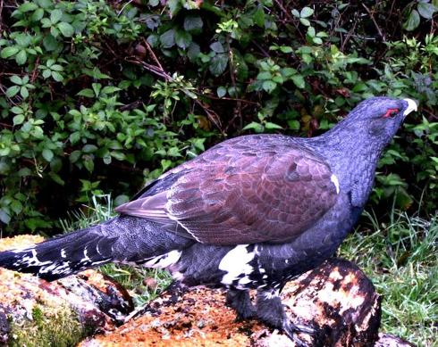 Urogallo cantábrico en los montes asturianos. 