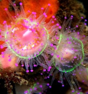 La anémona joya, una de las especies más atractivas de la ensenada. ::                             E. C.