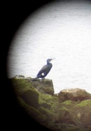 El Día de las Aves comienza con un sello dedicado a Llodero