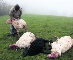 Un ganadero de Taranes muestra cuatro de sus ovejas muertas en una imagen de archivo. ::                             NEL ACEBAL