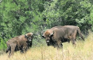 Dos ejemplares europeos introducidos en la Reserva del Bisonte Europeo de San Cebrián (Palencia) donde ha aumentado la manada con una nueva cría, la primera nacida en España en diez siglos. ::                             EFE