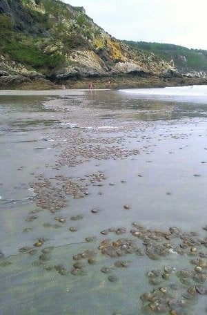Miles de ejemplares, en la playa de Sabugo (Valdés). ::                             CRUZ ROJA ASTURIAS
