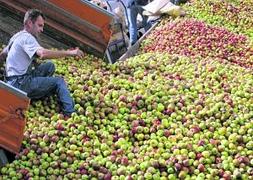 Manzanas en una campaña anterior, en un llagar gijonés. ::                             CITOULA