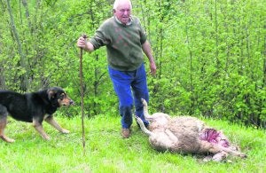 Un ganadero junto a una oveja semidevorada por los lobos en el monte Llosorio. ::
J. M. PARDO