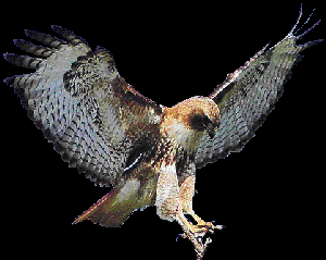 Imagen de un águila de cola roja, similar a la que realizará la exhibición en El Molinon.