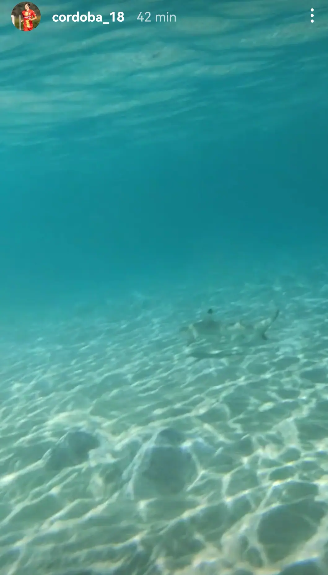 Iñigo Córdaba nadando con tiburones en Tailandia. (20/06)
