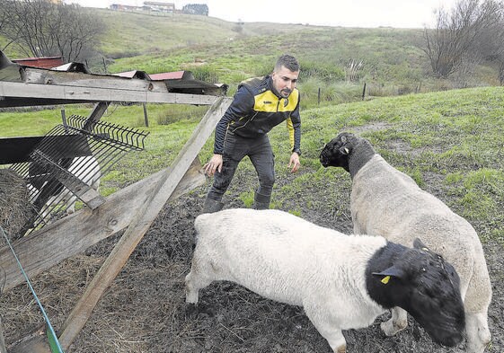 Alberto Montiel con dos de sus ovejas de raza dorper en Cuchía.
