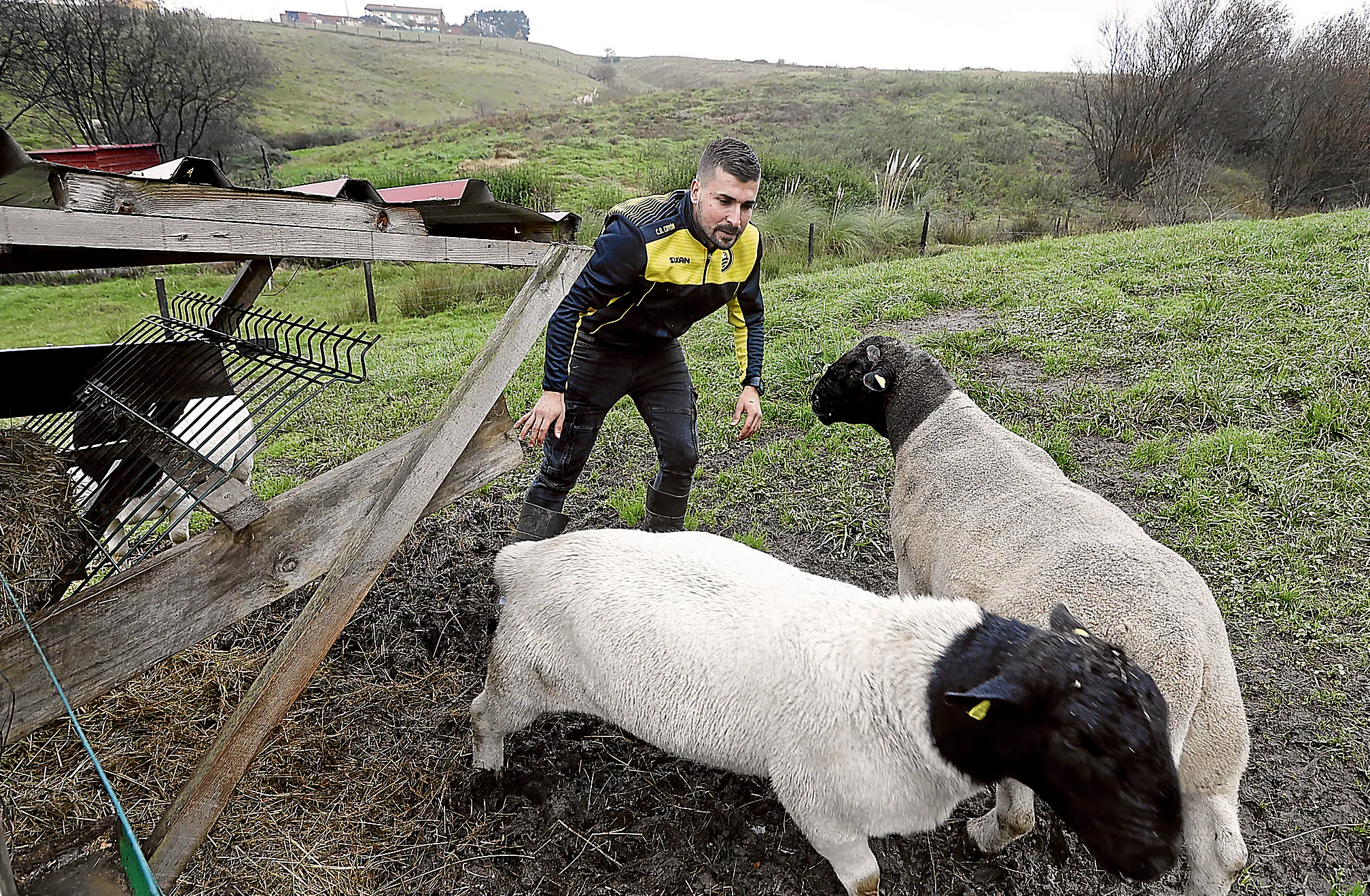 Alberto Montiel con dos de sus ovejas de raza Dorper en Cuchía.