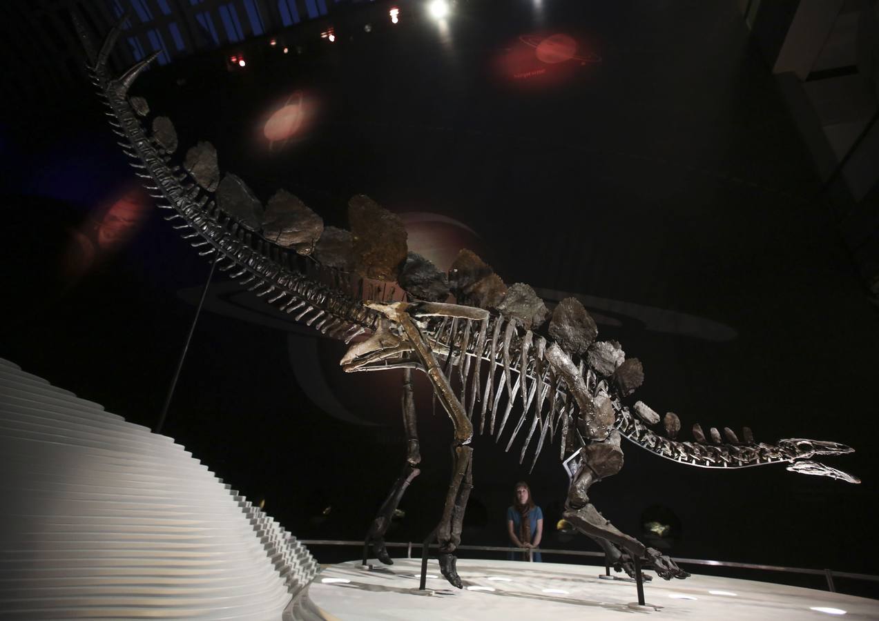 El esqueleto más completo del Stegosaurus