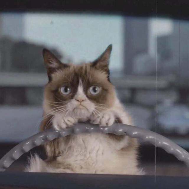 La gata gruñona que hizo que su dueña ganara 80 millones de euros