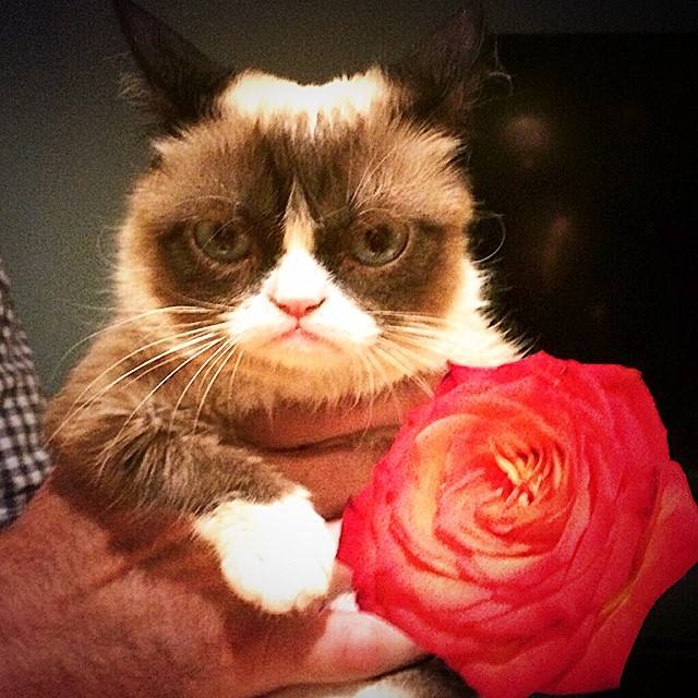 La gata gruñona que hizo que su dueña ganara 80 millones de euros